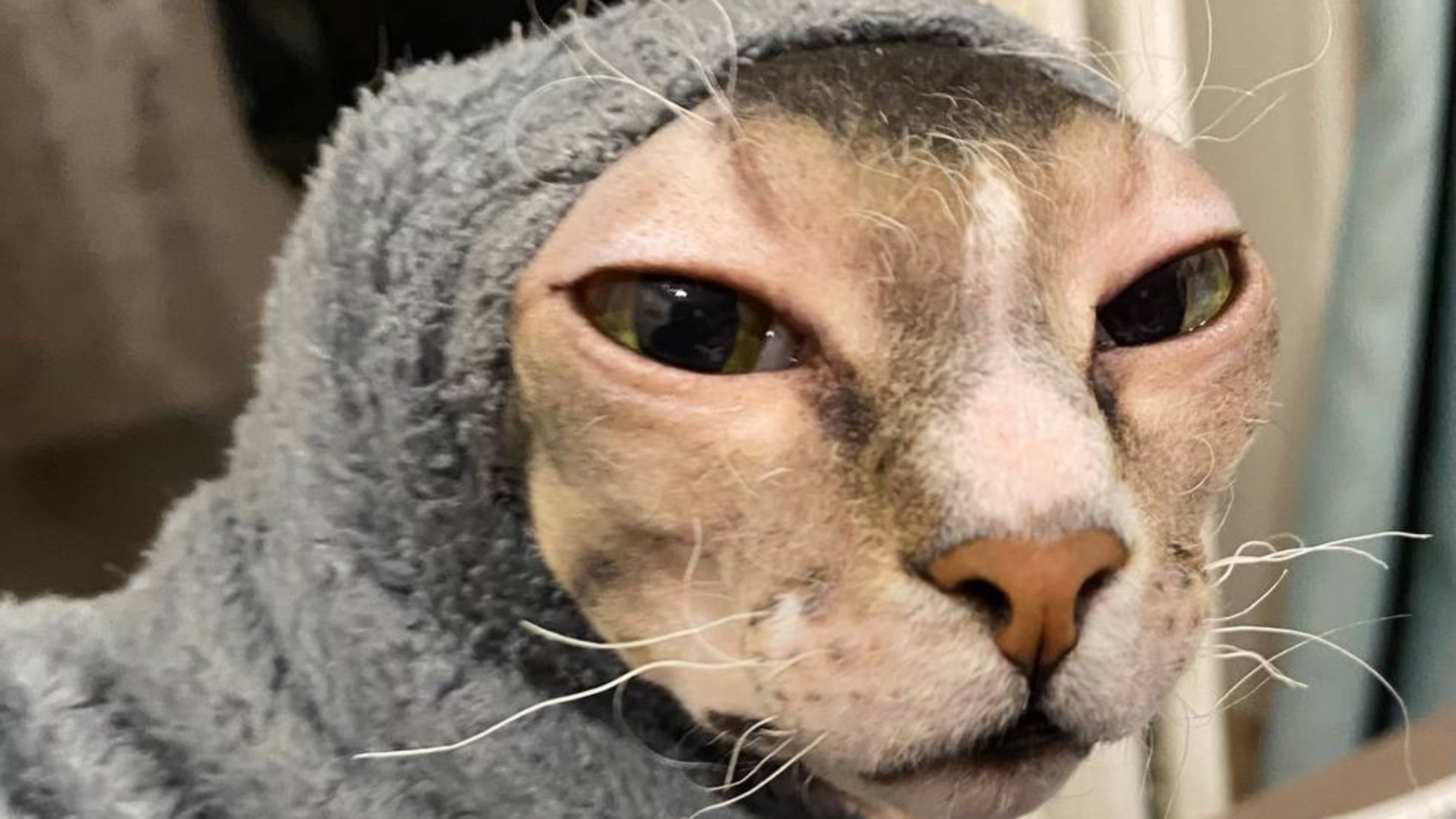 Котики принимают обновочки. Пушистая и лысый друг.