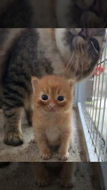 Взгляд котёнка.