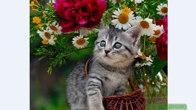 румян мой кот любит хип хоп