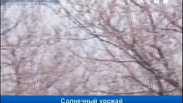 Баткен: ожидается хороший урожай абрикосов