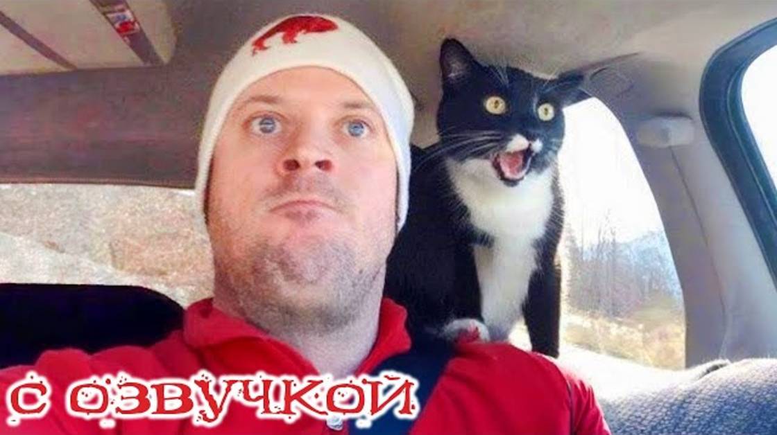 ТОРМОЗИ, ЧЕЛОВЕК! Приколы с котами с озвучкой | Угар до слёз!