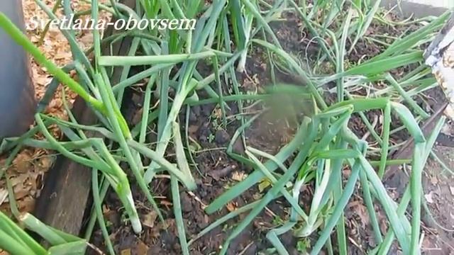НАШАТЫРНЫЙ СПИРТ-  СУПЕР СРЕДСТВО - ОПРЫСКИВАЕМ  ЛУК  от ЛУКОВОЙ МУХИ и болезней..