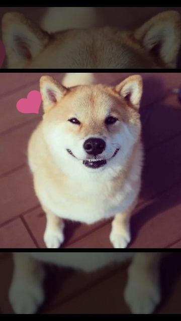 Милые собачк👌💝😊
