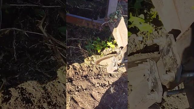 уборка картофеля Галла 24 год
