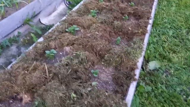 Мульчирую картошку горячей травой 22.06.24г.