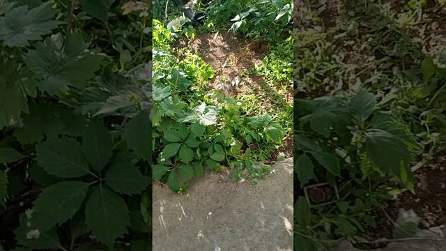 1000097996.mp4