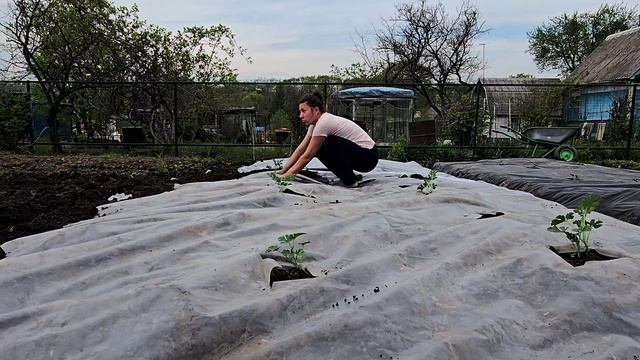 Как мы садим арбузы 20.05.2025