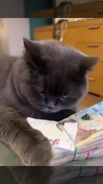 #кот