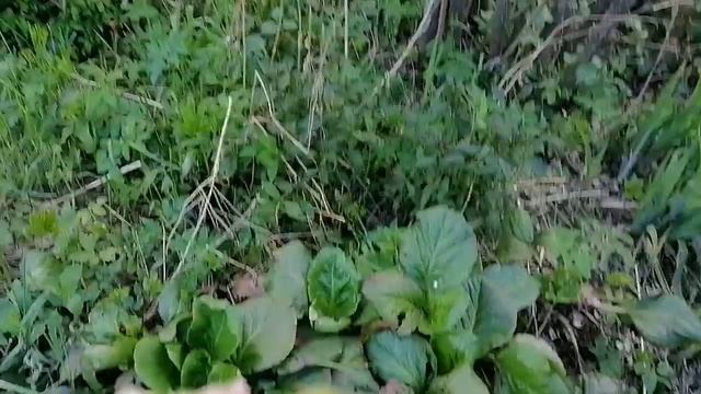 29.05.2025 декоративная грядка и ДР