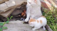 Отдаём маленьких малышей🐈