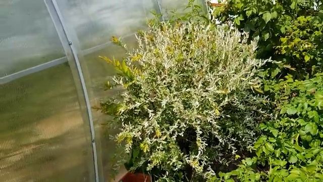 Мои деревья на дачном участке часть (19)
