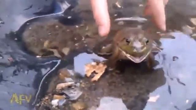 Забавная лягушка) Funny frog)