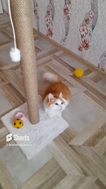 Рыжуся,очаровашка игривый!🐈🔥💖.mp4