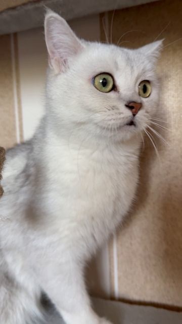 Милаха котенок