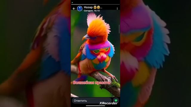 XRecorder_Edited_20250521_01