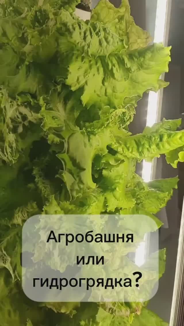 Агробашня или гидрогрядка? Гидропоника