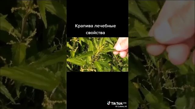 Зелёная здравница 28