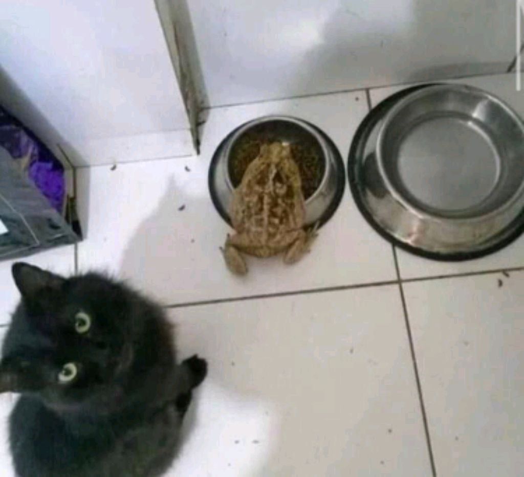 pop
