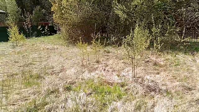 Лес