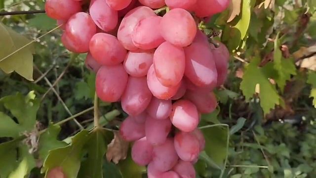 Очень красивый цвет формы винограда Розовый коралл 11 ?