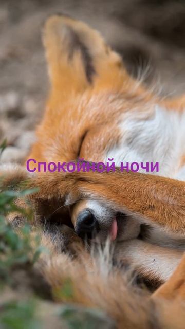 спокойной ночи