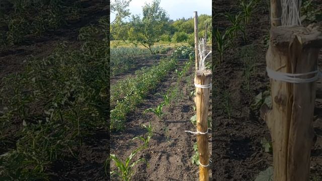 Подвязка огурцов.