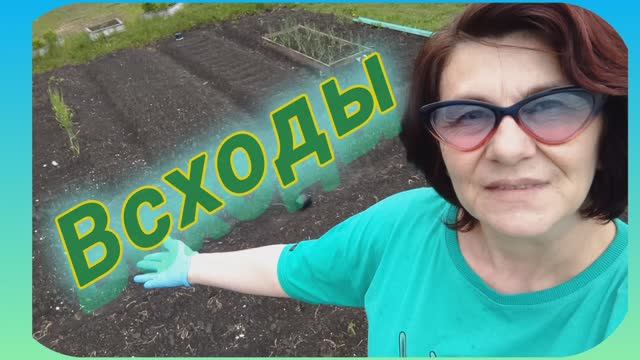 Морковь взошла через 9 дней!  Что в теплице? "Стрëмные" томаты!