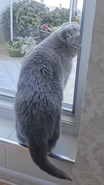 Шотландская вислоухая кошка Риана 21.05.2025.