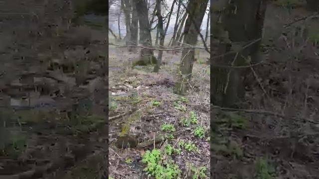Пошла за подснежниками. Звуки природы