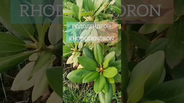 #РОДОДЕНДРОН #RHODODENDRON #FLOWERS #2024#2024SHORTS#UKRAINE_BLOG#DIY#САДІВНИЦТ