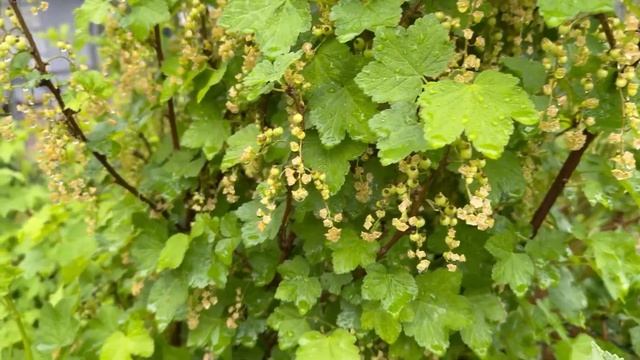 24 Апреля. Наш огород расцветает 🌷🌺 Идёт дождь 🌧️ Ге