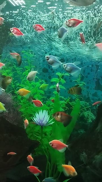 Рыбки в аквариуме 🐟