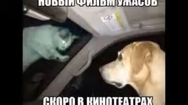 ЛУЧШИЕ ПРИКОЛЫ С КОТАМИ СОБАКАМИ Смешные Животные