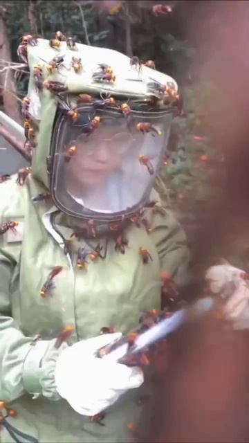 🦟 В Японии есть ловцы гигантских шершней