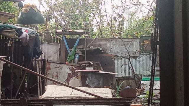 Птенцы скворцов стали на крыло