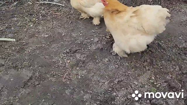 Крол не покрывает крольчиху 🐰🐰