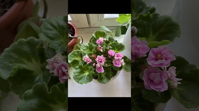 Цветение фиалки в течение месяца, фото каждый день
