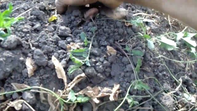 Картопля  Слов'янка..бездощове літо 2019 року