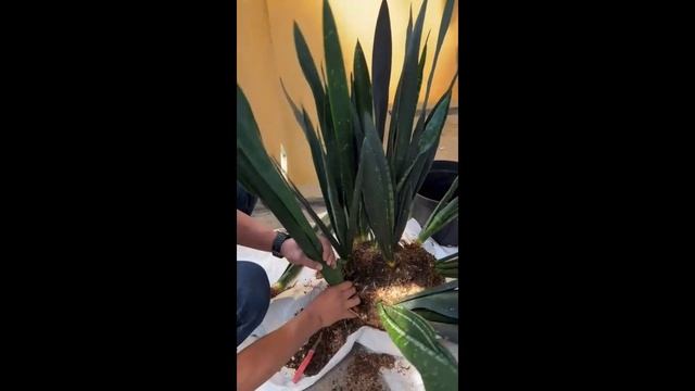 Деление сансы S.t. Bandet Nelsonii сансевиерия sansevieria сансы