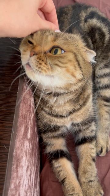 Милая шотландская вислоухая кошка 🐱