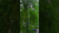 Дождь, вид из окна, шум дождя, звуки дождя, белый шум для работы, шум дождя для сна #shorts