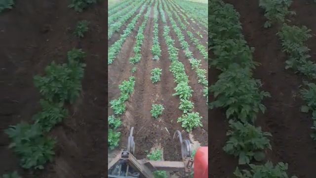 Окучивание картофеля.