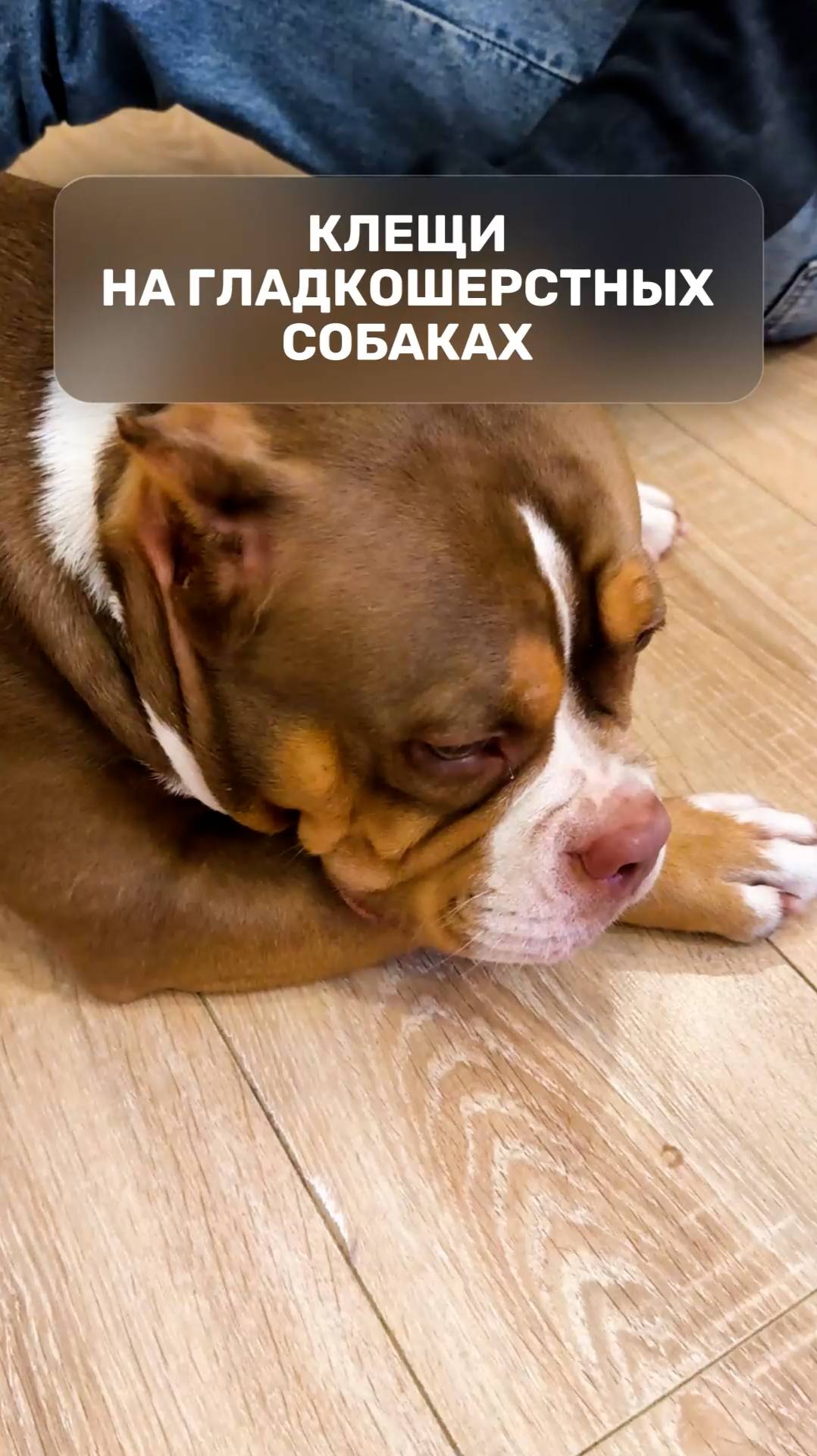 Клещи на гладкошерстных собаках