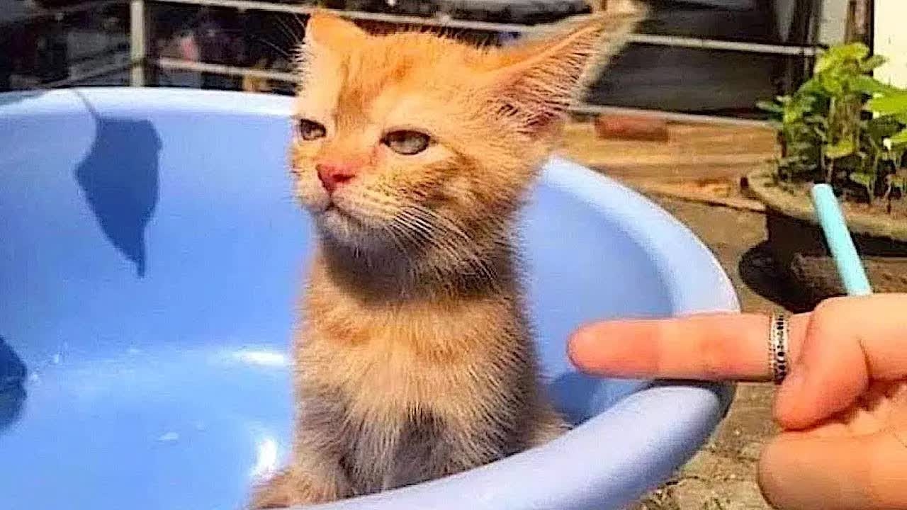 Самые смешные животные / Приколы с котами и собаками 2025