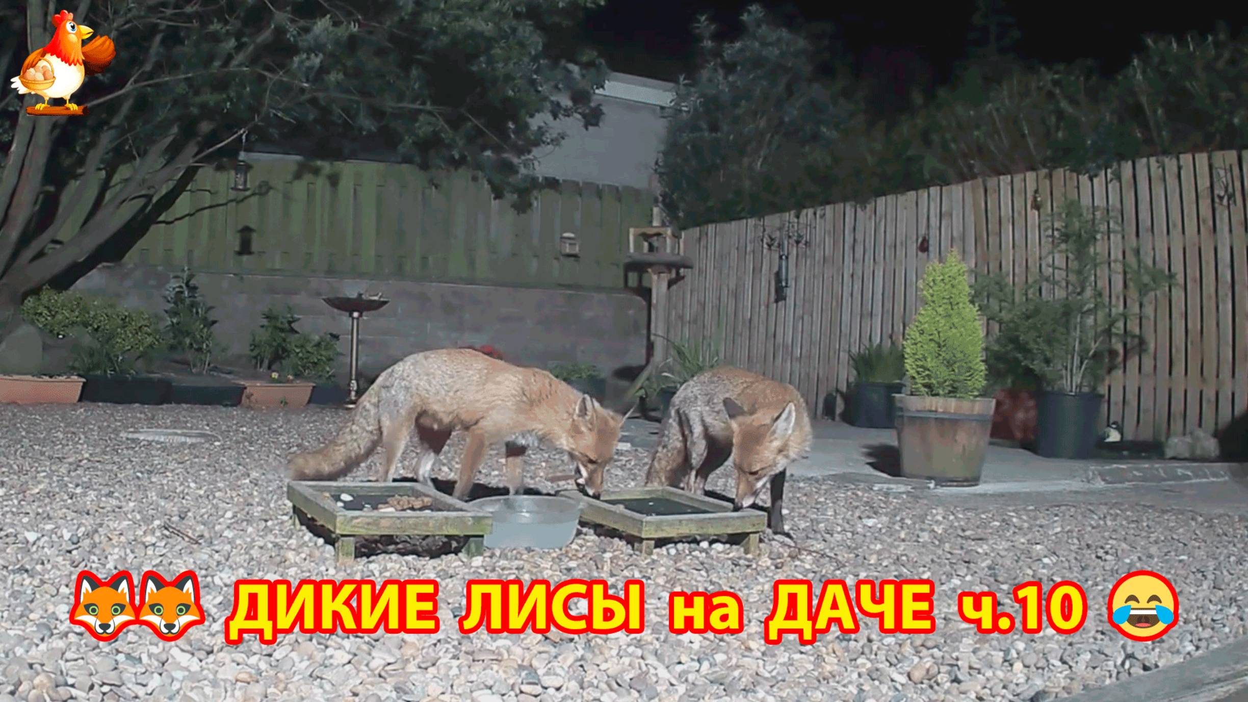 Дикие Лисы как дачные питомцы кушают по ночам ч.10  🦊❣️😂