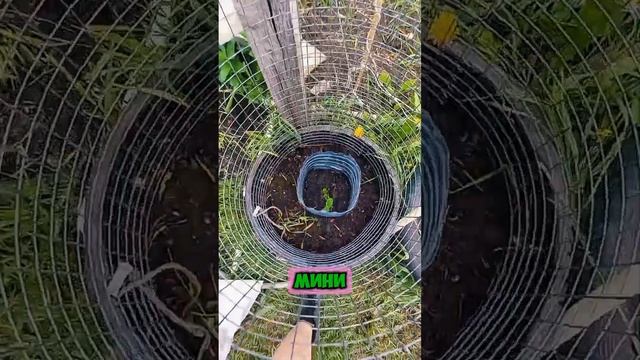Как мы сажали огурцы на крапиву