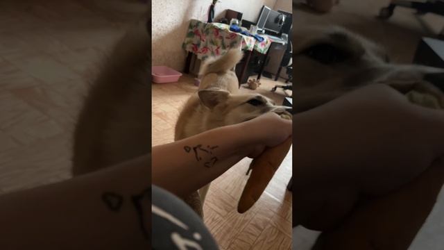 видосики