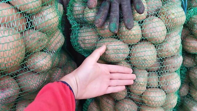 Самая большая картошка