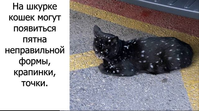 Необычные окрасы кошек: химеры, забавные пятна и рисунки на шерсти #смешно #смешныекошки #коты #юмо