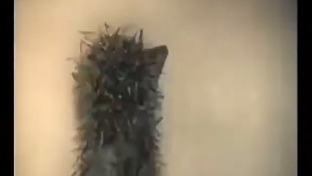 Смешно!!!!!!!ёжик матерится